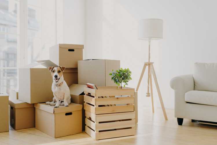 Pet Liability Insurance for Renters