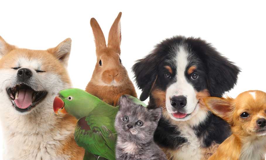 pet insurance for multiple pets