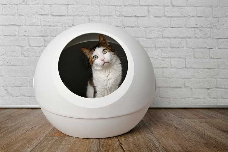 Best Self Cleaning Litter Box