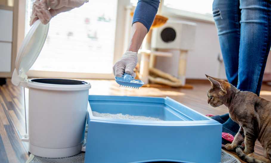 How Often to Clean a Litter Box