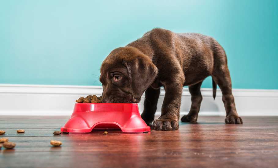 Best Dog Food for Puppies