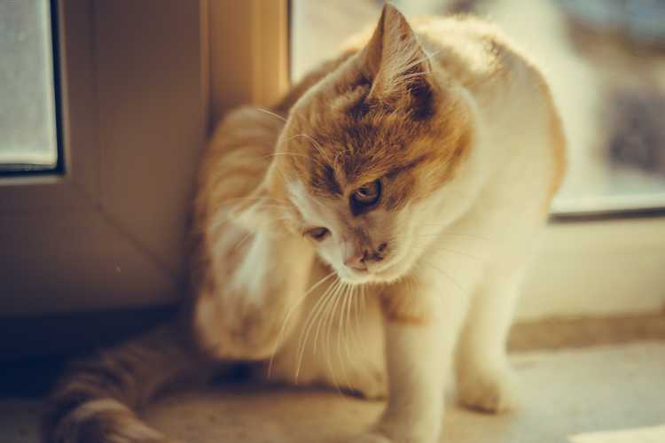 Kitten paw scratches behind the ear